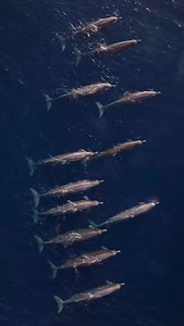 One of the wildest—and rarest—things I’ve ever seen. Twelve Baird’s beaked whales, moving together along the 1,000-meter drop-off in the Gulf of California. This is only the second time they’ve ever been recorded here. From the drone, they looked like submarines surfacing in sync. Long, narrow beaks. Massive, scarred bodies. Like dolphins, but stretched —up to 13 meters long and weighing over 12 tons. They usually stay far offshore, diving more than a kilometer deep for over an hour at a time. M