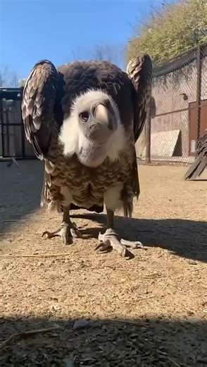 Discover Insane Animal Facts You Never Knew