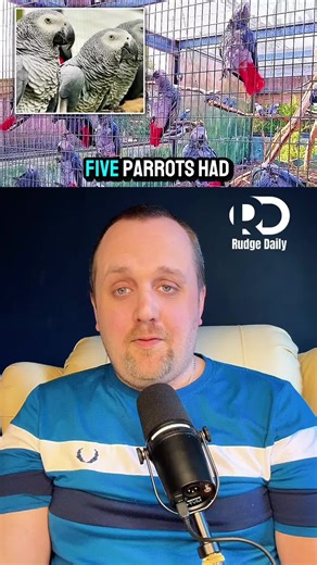 Parrots Reacting to Customers With Hilarious Swearing