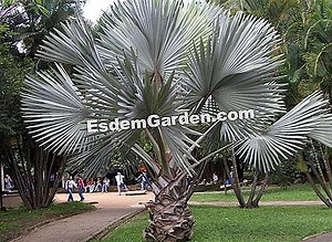 Bismarck Palm, Bismarckia Nobilis: Plantar, Cultivar 🌿 Todo Sobre Jardinería Y Diseño De Jardines - 2025