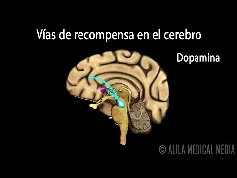 Mechanism of Drug Addiction in the Brain, Animation. Alila Medical Media Español.
