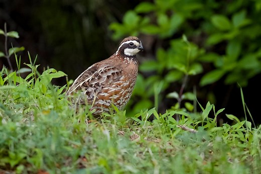 How to identify a northern bobwhite
