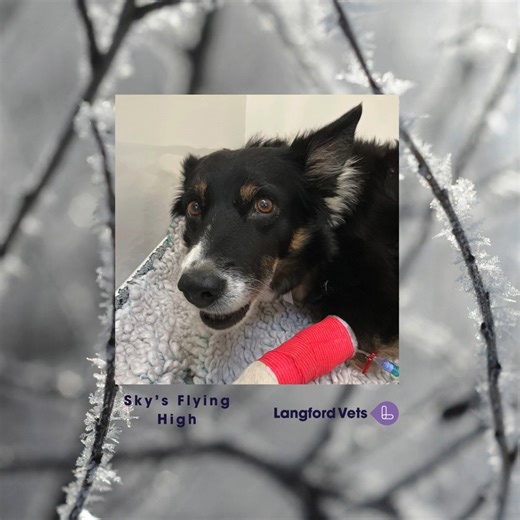 One year on… 🐾 On New Year’s Eve 2024, Border Collie Sky was referred as an emergency when she was hit by a vehicle on the farm. Sky’s referring vets acted quickly to diagnose multiple pelvic fractures. She was referred to the specialist team at Langford Vets for CT and surgery for a fracture of the right ilium and bilateral fractures of the pubis and ischia. Langford Vets Orthopaedic Team reduced and stabilised her fractures using plates and screws. The physiotherapy team advised six weeks of 