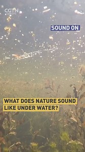 SOUND ON: What do ponds sound like? Check this video to find out the sound of freshwater ecosystem. | CGTNEurope