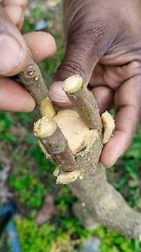 Grafting Drumstick With A Pen Is A Comon Method To Improve Productivity #shorts #drumsticks