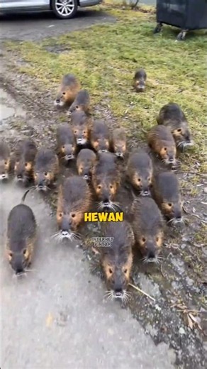 Why Are These Giant Rats Farmed Instead of Exterminated? #interestingfacts #uniquefacts