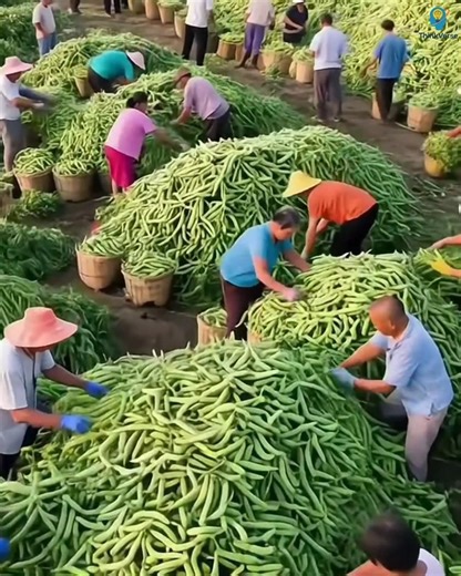 5 most profitable farming crops in India