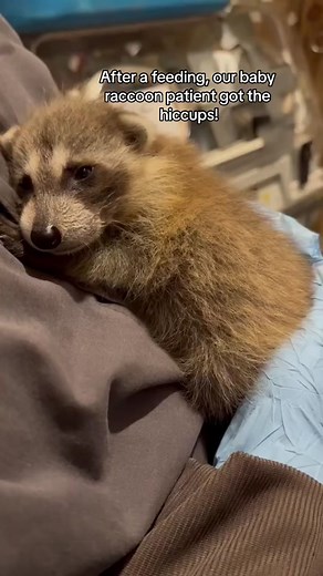 Baby Raccoon Hiccups: A Cute Encounter at Sacor River Wildlife Center
