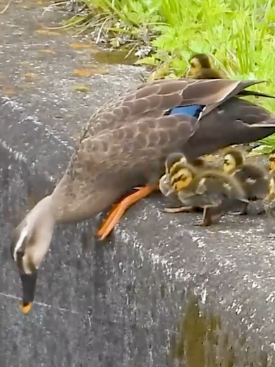 The Brave Baby Bird Takes the Ultimate Leap!
