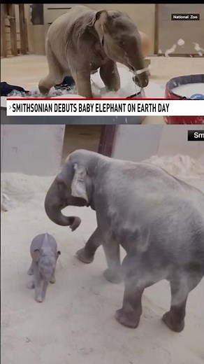 First Asian elephant calf at zoo in nearly 25 years