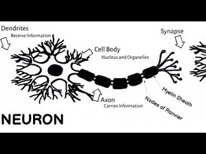 Nervous System: Neurons. Short Simple Science