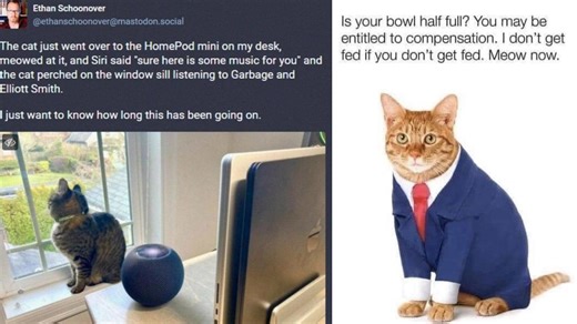 25 Memes For All The Cat People Out There