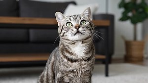 「甘える猫」の写真素材 | 1,336件の無料イラスト画像