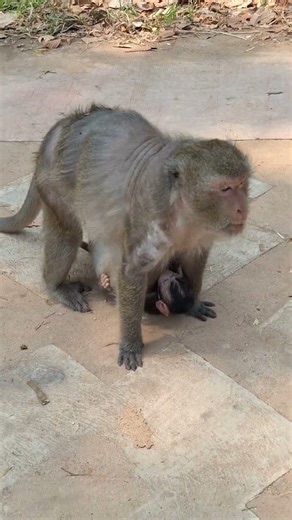 Angkor Monkey Family, #1764. #shorts