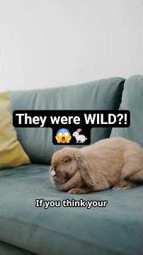 Wild Warrens to Couch Cuddles: How Rabbits Were Domesticated! 🐰🛋️ #rabbit #animalfacts #shorts