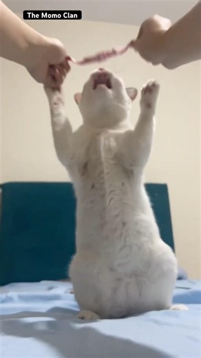 She’s kinda insane though. #calico #cat #catshorts