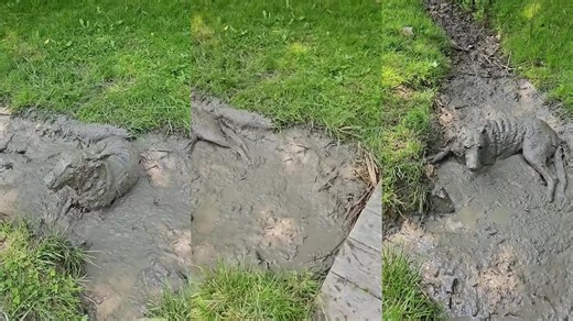 Môj pes nie je pes, je to PRASA!