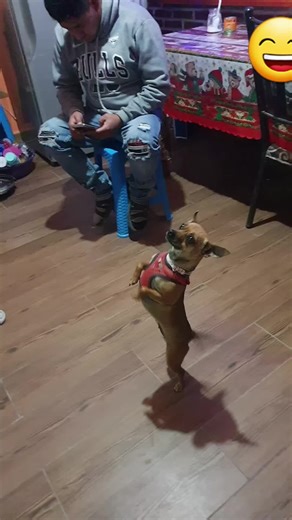 Videos de alien 1.09 (@alien.349.561) con “Tinguiri Tingui Tingui - Kingpuntocom beats”