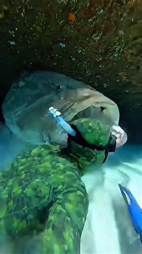 Giant Grouper Eats Spearfisher Whole in Shocking Attack