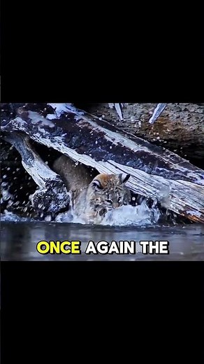 🐾 A Starving Bobcat's Relentless Hunt for Survival #wildlife