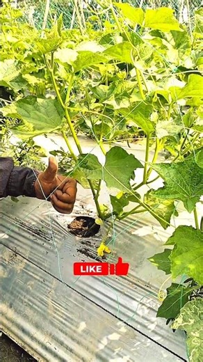 Cucumber Plant Care Secrets 🥒 | Grow More Cucumbers Fast! #shorts #gardeningtips #tropicalfruits