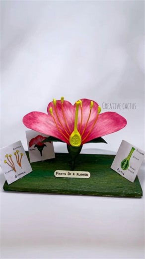 Parts of a flower\\ 3d flower for exhibition #shortsfeed #shorts #diy #exhibition #science