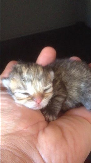 Bébé chat né il y a quelques minutes