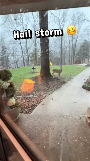 Surviving the Hail Storm: A Baby Deer's Journey