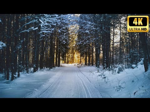 realistic snow fall livestream