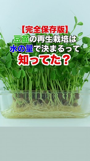 豆苗の再生栽培完全ガイド