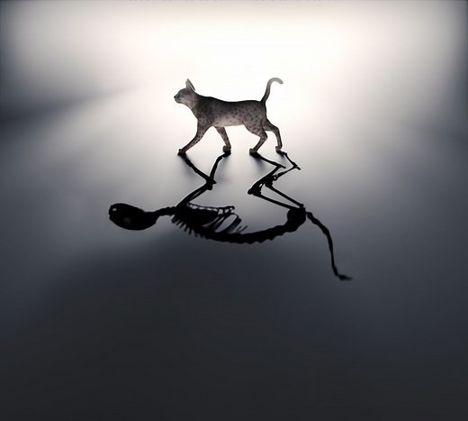 Schrödinger's cat: The favorite, misunderstood pet of quantum mechanics