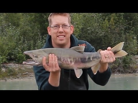 Fishing in Alaska: Part 3 - catching silver salmon and chum salmon