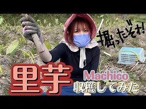 [Machico] I tried harvesting taro [Agricultural voice actor]