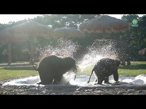 Friendship Blossom With The Two Playmate Baby Elephants - ElephantNews