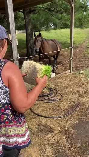 5.7K views · 43 reactions | Horses love hydroponic fodder too! ...