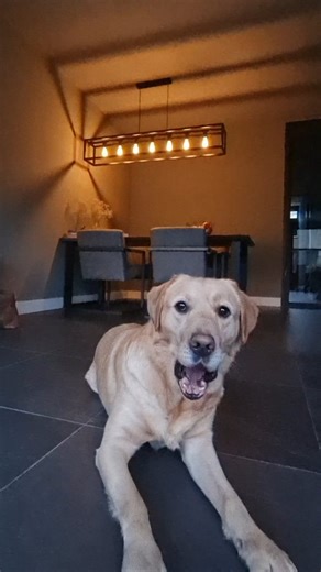 Thomas | Muddy Lab Mix 🐶 | High intelligence, low impulse control🐶 #doghumor #dogcontent #labradormix #doglover #dogsofinstagram | Instagram