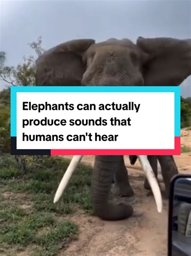 Elephants can actually produce sounds that humans can't hear, which might surprise you because of their size. #AnimalFacts #elephant #nature #wildlife #animals