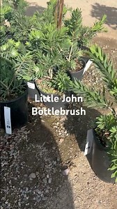 Little John Bottlebrush landscaping plant