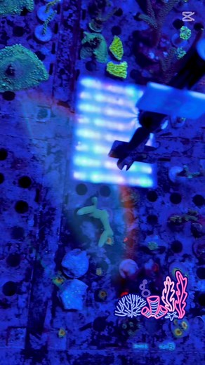 FRAG FRENZY! 🌊 Ready to grow your reef empire without breaking the bank? 🤑 We've got an epic selection of CORAL FRAGS Over 50 varieties to choose from🪸 All frags are healthy and thriving📈 Expert advice to help you choose the perfect ones for your tank🧑‍🔧 Grow your dream reef without the hefty price tag! Visit us today and dive into our frag collection! 🐠 #CoralFrags #ReefLove #FragFrenzy #Winnipeg #Aquarium | Concrete Blonde Aquatics