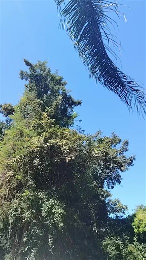 Just in 2020 TOYOTA QUANTUM D4D WHATSAPP 0737761022 #FYP #CARSOFTIKTOK #UMDLALOWOBHUTI#CAPCUT #2026 #KYLE #KYLENAGGAN #TRENDING #ubukhosi #UBUKHOSICARBOUTIQUE #UBUKHOSICARS #toyota #nagganstours #THETEAMTHATALREADYWON #spongebob #yellowbone