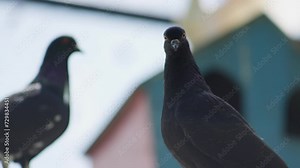 Slender black imperial pigeon (Ducula melanochroa) inside enclosure