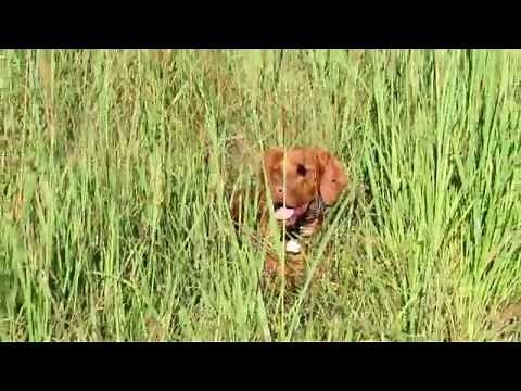 Hunting Dog Training with Vizsla