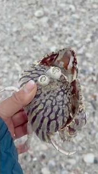 SHELLING ADVENTURE AT SHELL KEY!! #gilzshellz #beach #shelling #nature #shells #florida #part1
