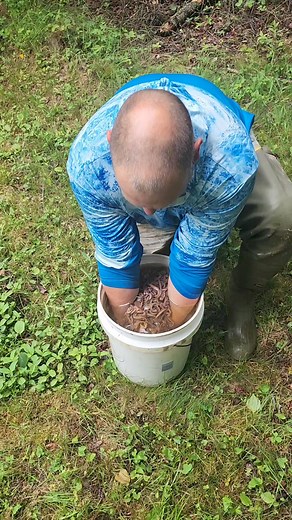 These bloodworms are one of nature's best fishing baits. Just handle them carefully they can bite. I harvest these worms in the tidal mud flats here in Maine around the time of low tide 🪱 #MaineCoast #fishing #fishingbait #worms #nature | Wayne Bishko