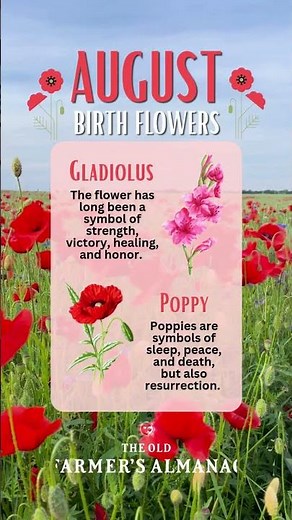 August Birth Flowers Facts and Lore