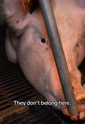 It doesn’t have to be this way. Each kinder choice helps create a future where this is no longer the reality for farmed animals in Australia.