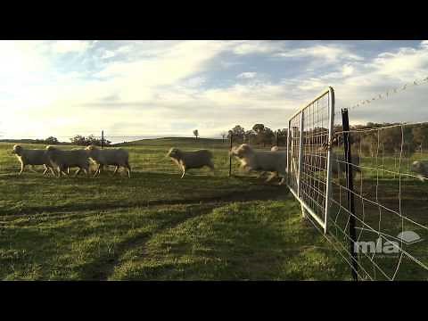 Rotations to increase stocking rate