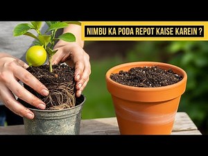 Lemon Tree Repotting Guide 🍋 | Nimbu Ka Paudha Repot Kab Aur Kaise Karein? | Kitchen Gardening Tips