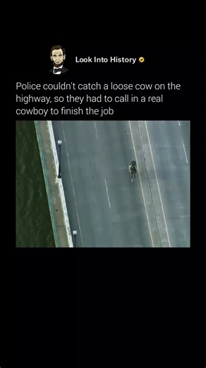 Look Into History on Instagram: "In 2022, a cow broke loose near Interstate 40 in Oklahoma City and wandered straight into heavy traffic. Cars were already slowing down as it moved between lanes, and officers quickly realized they needed someone who actually knew livestock. That’s when cowboy Blake Igert showed up. He rode his horse right onto the highway and cornered the cow while traffic crawled by. The whole scene looked unreal — like a modern-day western playing out in real life 🤠🐄 In the 