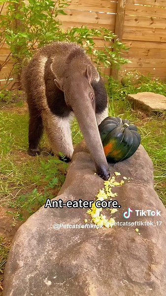 Jungle Funnies on TikTok